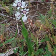 Wurmbea dioica subsp. dioica at Garran, ACT - 12 Oct 2021 03:34 PM