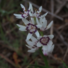 Wurmbea dioica subsp. dioica at Garran, ACT - 12 Oct 2021 03:34 PM