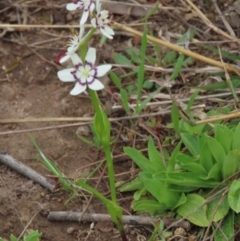 Wurmbea dioica subsp. dioica at Garran, ACT - 12 Oct 2021 03:34 PM