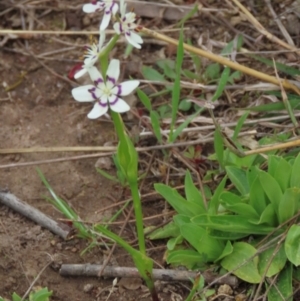 Wurmbea dioica subsp. dioica at Garran, ACT - 12 Oct 2021 03:34 PM