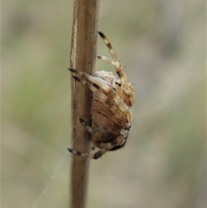 Araneinae (subfamily) at Aranda, ACT - 10 Oct 2021