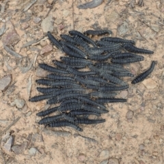 Perga sp. (genus) at Molonglo Valley, ACT - 12 Oct 2021