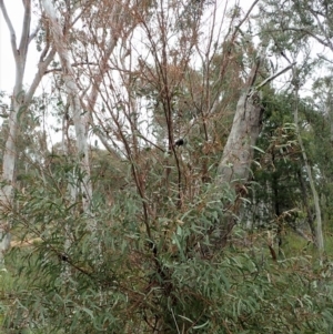 Perga sp. (genus) at Molonglo Valley, ACT - 12 Oct 2021