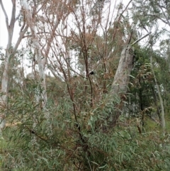 Perga sp. (genus) at Molonglo Valley, ACT - 12 Oct 2021