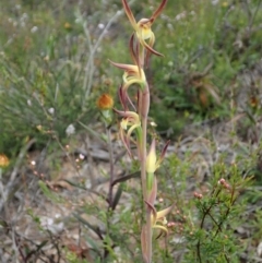 Lyperanthus suaveolens (Brown Beaks) at Black Mountain - 12 Oct 2021 by CathB