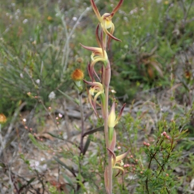 Lyperanthus suaveolens (Brown Beaks) at Black Mountain - 12 Oct 2021 by CathB