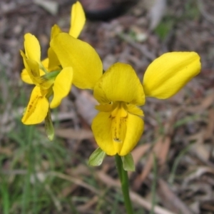 Diuris sp. (hybrid) at Kaleen, ACT - 11 Oct 2021