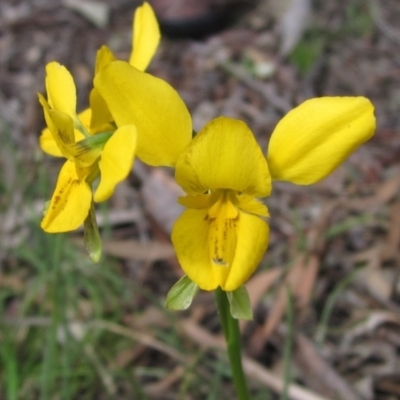 Diuris sp. (hybrid) (Hybrid Donkey Orchid) at Kaleen, ACT - 11 Oct 2021 by pinnaCLE