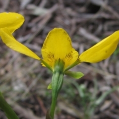 Diuris sp. (hybrid) at Kaleen, ACT - suppressed