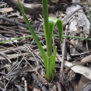 Diuris sp. (hybrid) at Kaleen, ACT - 11 Oct 2021