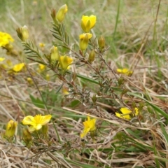 Hibbertia calycina (Lesser Guinea-flower) at Molonglo Valley, ACT - 12 Oct 2021 by sangio7