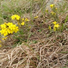 Hibbertia calycina at Molonglo Valley, ACT - 12 Oct 2021 12:02 PM