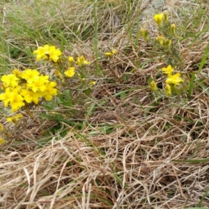 Hibbertia calycina at Molonglo Valley, ACT - 12 Oct 2021