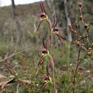 Lyperanthus suaveolens at Aranda, ACT - suppressed