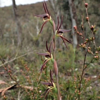 Lyperanthus suaveolens (Brown Beaks) at Aranda, ACT - 12 Oct 2021 by CathB