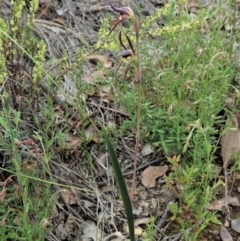 Lyperanthus suaveolens at Aranda, ACT - suppressed