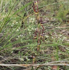 Lyperanthus suaveolens at Aranda, ACT - suppressed