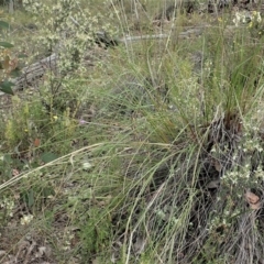 Lyperanthus suaveolens at Aranda, ACT - suppressed