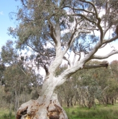 Eucalyptus rossii (Inland Scribbly Gum) at Gungaderra Grasslands - 11 Oct 2021 by pinnaCLE