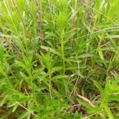 Epilobium billardiereanum (Willowherb) at Molonglo Valley, ACT - 11 Oct 2021 by sangio7