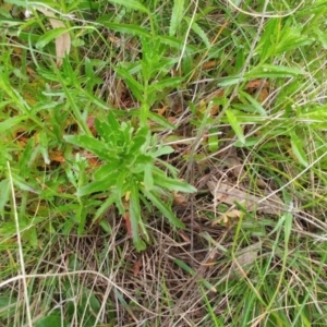 Epilobium billardiereanum at Molonglo Valley, ACT - 12 Oct 2021