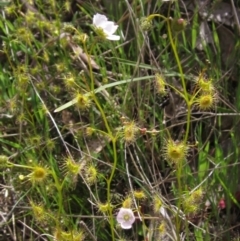 Drosera gunniana (Pale Sundew) at Kaleen, ACT - 11 Oct 2021 by pinnaCLE