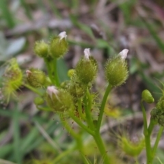 Drosera gunniana at Kaleen, ACT - 11 Oct 2021 01:24 PM