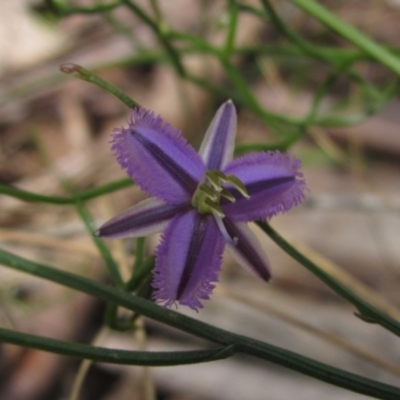 Thysanotus patersonii (Twining Fringe Lily) at Gungaderra Grasslands - 11 Oct 2021 by pinnaCLE