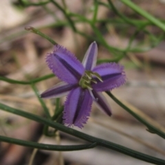 Thysanotus patersonii (Twining Fringe Lily) at Gungaderra Grasslands - 11 Oct 2021 by pinnaCLE