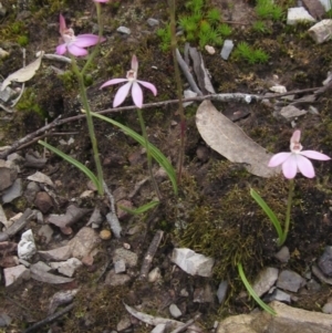 Caladenia carnea at Crace, ACT - suppressed