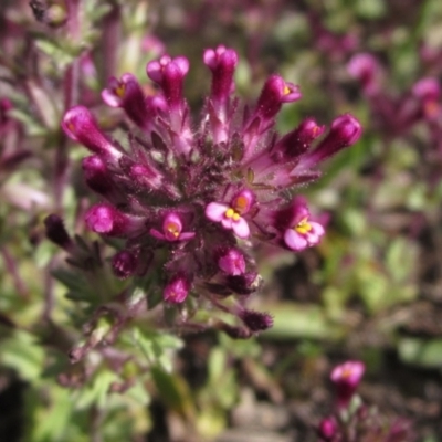 Parentucellia latifolia (Red Bartsia) at Lake Burley Griffin West - 11 Oct 2021 by pinnaCLE