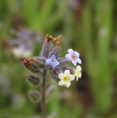 Myosotis discolor (Forget-me-not) at Molonglo Valley, ACT - 11 Oct 2021 by pinnaCLE