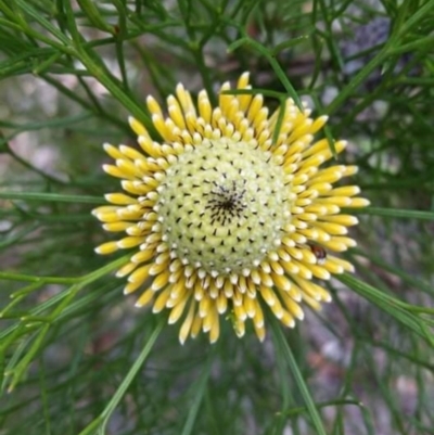 Isopogon anethifolius at Morton National Park - 26 Sep 2021 by Syncarpia