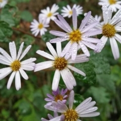 Olearia tomentosa (Toothed Daisy Bush) at Mount Kingiman, NSW - 10 Oct 2021 by Syncarpia