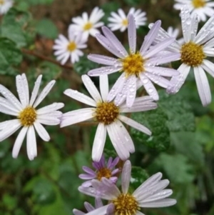 Olearia tomentosa at Mount Kingiman, NSW - 10 Oct 2021