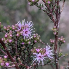 Kunzea parvifolia (Violet kunzea) at Currawang, NSW - 13 Oct 2021 by camcols