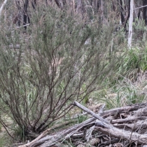 Kunzea parvifolia at Currawang, NSW - 13 Oct 2021