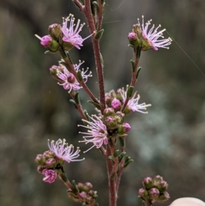 Kunzea parvifolia at Currawang, NSW - 13 Oct 2021