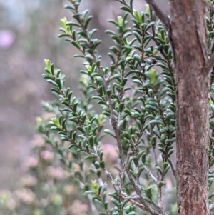 Kunzea parvifolia at Currawang, NSW - 13 Oct 2021