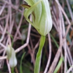 Pterostylis curta (Blunt Greenhood) at Meroo National Park - 29 Aug 2021 by Syncarpia