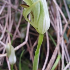 Pterostylis curta at Bawley Point, NSW - 29 Aug 2021