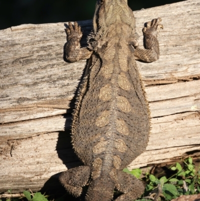 Pogona barbata (Eastern Bearded Dragon) at Mount Ainslie - 7 Oct 2021 by jb2602