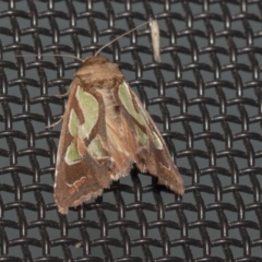 Cosmodes elegans (Green Blotched Moth) at Higgins, ACT - 9 Oct 2021 by AlisonMilton