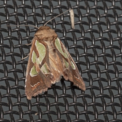 Cosmodes elegans (Green Blotched Moth) at Higgins, ACT - 9 Oct 2021 by AlisonMilton