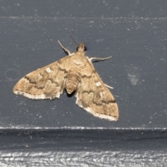 Nacoleia rhoeoalis (Spilomelinae) at Higgins, ACT - 11 Oct 2021 by AlisonMilton