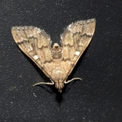 Nacoleia rhoeoalis at Higgins, ACT - 11 Oct 2021 11:18 AM