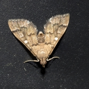 Nacoleia rhoeoalis at Higgins, ACT - 11 Oct 2021 11:18 AM