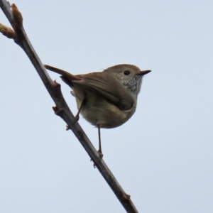 Acanthiza pusilla at Paddys River, ACT - 13 Oct 2021 12:54 PM