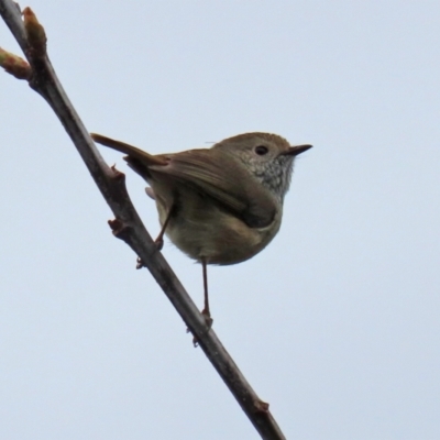 Acanthiza pusilla (Brown Thornbill) at Point Hut to Tharwa - 13 Oct 2021 by RodDeb