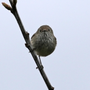 Acanthiza pusilla at Paddys River, ACT - 13 Oct 2021